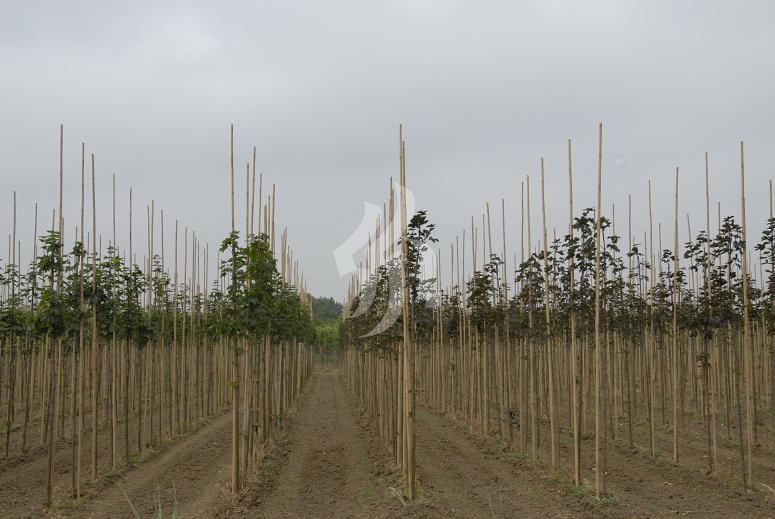 Натуральный бамбук L 2,95 метра 22/24 мм (50 штук)