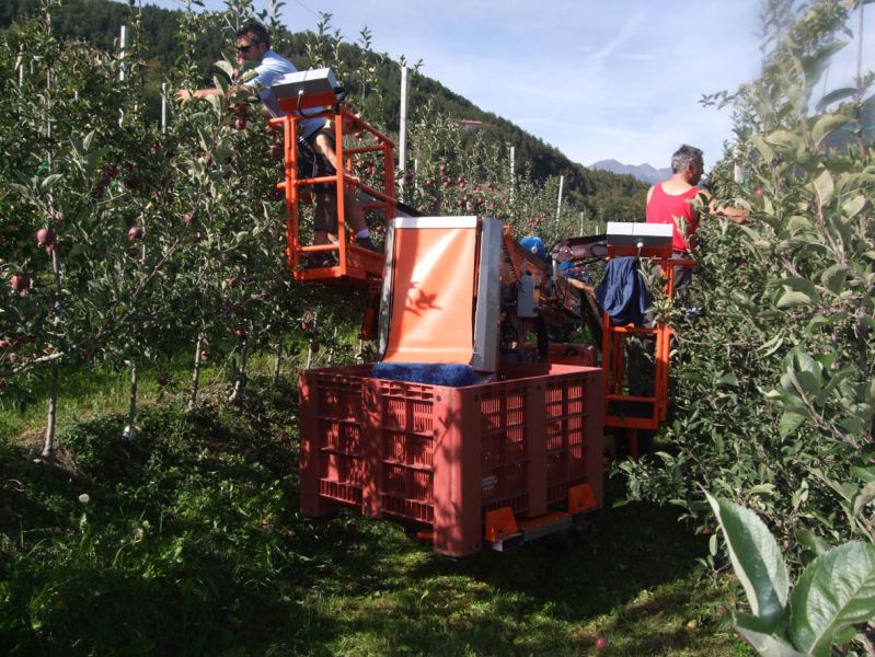 Самоходная платформа на резиновых гусеницах для сбора фруктов Revo (Италия) модель Junior.