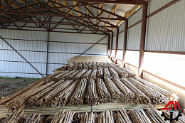 Натуральный бамбук L 1,50 метра 10/12 мм (250 шт)